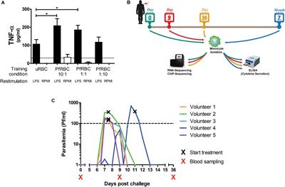 Controlled Human Malaria Infection Induces Long-Term Functional Changes in Monocytes